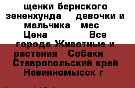 щенки бернского зененхунда. 2 девочки и 2 мальчика(2 мес.) › Цена ­ 22 000 - Все города Животные и растения » Собаки   . Ставропольский край,Невинномысск г.